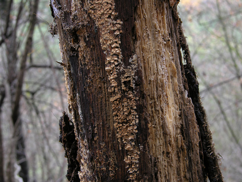 In bosco di Quercus cerris(3). (Schizopora paradoxa)